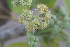 Gyrocarpus americanus